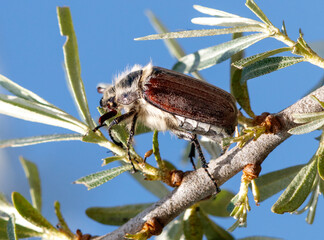 A large brown and white beetle is on a branch
