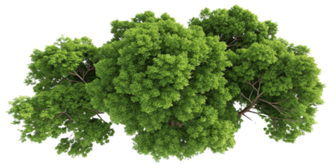 Aerial View Lush Green Tree Canopy, Isolated on Transparent Background, Nature, 3D Render, tree, foliage, environment