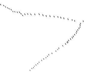 A flock of birds flying in a line across a white background