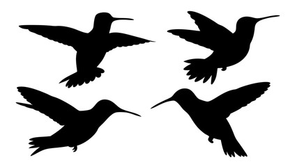 humming bird silhouette vector illustration on tranparent background