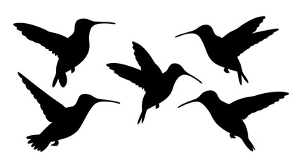 humming bird silhouette vector illustration on tranparent background