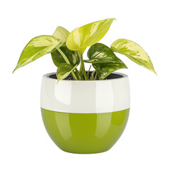 Decorative Plant Pot with Green and White Color Combination Featuring a Lush Pothos Plant Inside