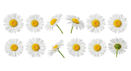 Fototapeta premium Daisies Collection White Flowers Various Angles