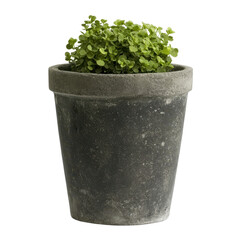 Fresh Green Plant in a Simple Gray Concrete Pot on a White Background
