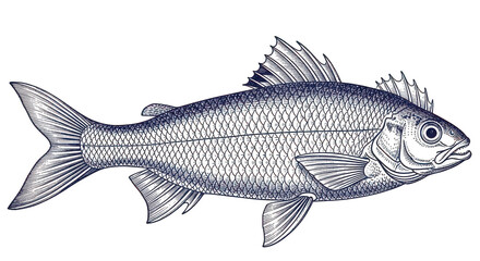 Obraz premium Detailed Fish Illustration Vintage Style