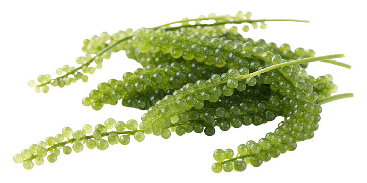 Green Sea Grapes Composition Close-up Photo Isolated on Transparent Background, Seaweed, Healthy Food, Sea Grapes, Ocean Vegetable, Aquaculture
