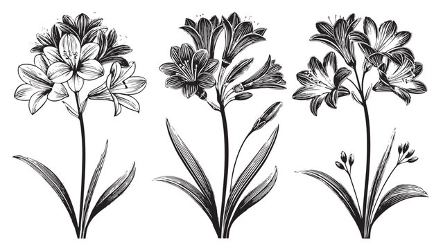 Three elegant lily flowers with detailed line art silhouette