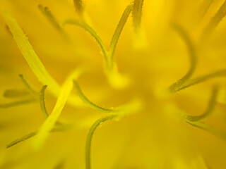 yellow flower macro