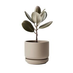 Elegant indoor plant in minimalist pot, showcasing lush green leaves and a serene aesthetic for home decor enhancement