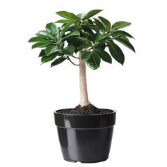 Elegant Potted Ficus Houseplant with Lush Green Leaves for Indoor Decor and Home Aesthetics