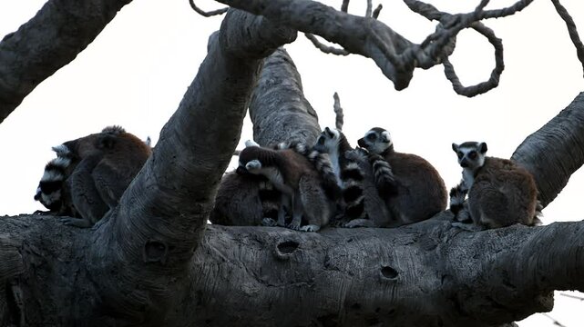Funny Lemur Catta Family Plays Near Iconic Baobab Tree During Sunset in Madagascar's Unique Wildlife Habitat