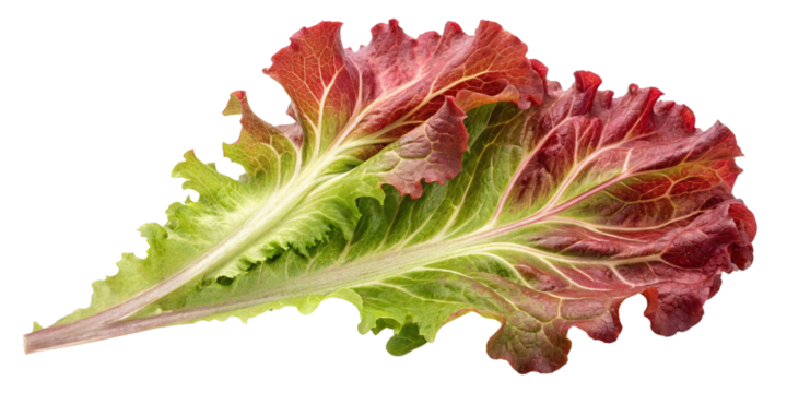 Red Leaf Lettuce, Isolated on Transparent Background, Vegetable, Green, Red, lettuce, leaf, food