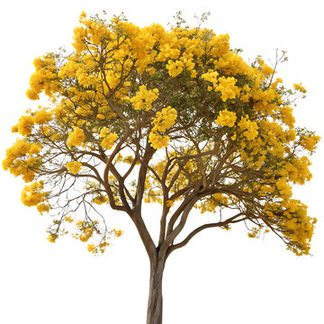A beautiful golden trumpet tree in full bloom with its vibrant yellow flowers isolated on a transparent background png