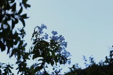 Sky view of a bougainvillea flower 