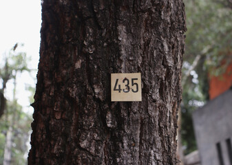 tree trunk with the number 435 
