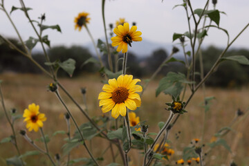 Maximilian sunflower field seen up close 