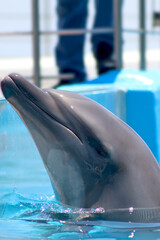 Dolphin swimming with its head out 