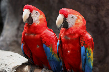 Pair of scarlet macaws in the wild 