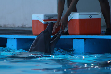 Dolphin eating during his show 