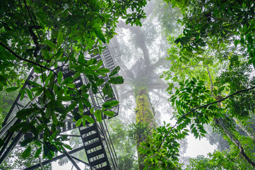 Kapok Tower or Observation Tower in Ecuadorian Amazon Rainforest. View from Below.