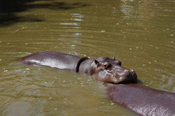 Hippopotamus swimming in its natural habitat