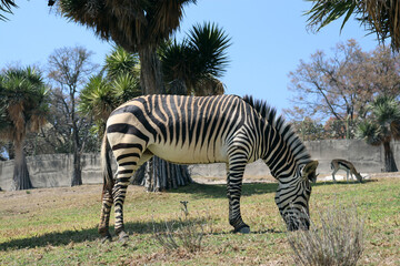 zebra eating grass in the wild 