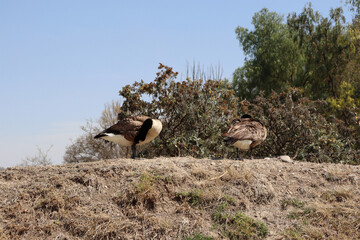 pair of ducks preening their feathers 