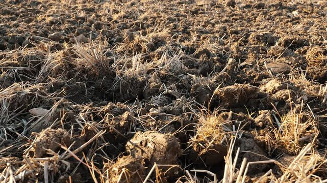 Rough brown earth with dry plant debris textured field.