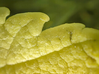 green yellow leaf macro 