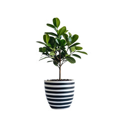 Elegant Green Plant in Striped Pot for Home or Office Decor with Natural Touch and Modern Aesthetic