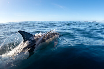 A dolphin cuts through the calm waters off Australia, leaving a burst of spray in its wake.