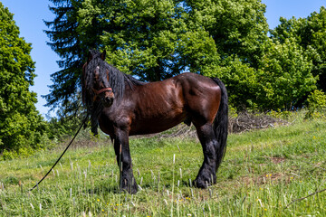 Horse, a large heavy draft horse, grazing on a mountain pasture in the Sudeten Mountains of Poland