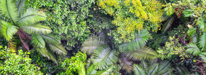 Amazon Rainforest Ecuador from Above. Yasuni National Park