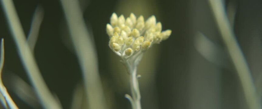 Helichrysum arenarium flower swaying 4K anamorphic footage