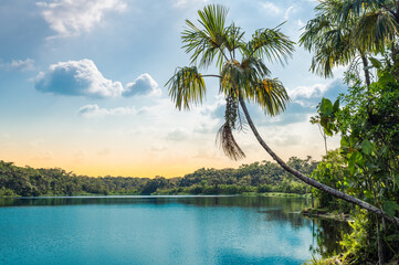 Palm Tree at Lake Pilchicocha in the Amazon, Ecuador