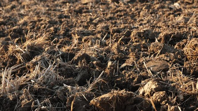 Rough brown earth with dry plant debris textured field.