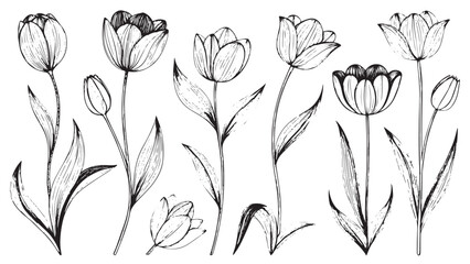 Elegant line art tulip flowers in a delicate drawing silhouette