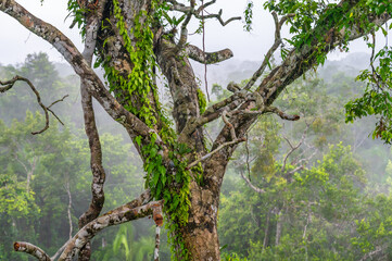 Tropical Tree in Amazon Rainforest, Yasuni National Park, Ecuador