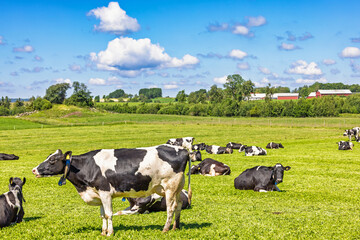 Dairy cows on a meadow in a sunny rural landscape