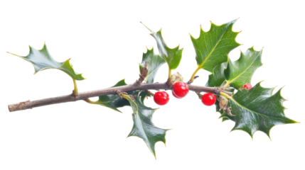 Holly Branch with Bright Red Berries and Green Leaves Isolated on Transparent Background