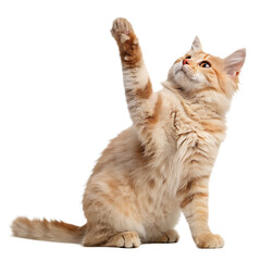 Fototapeta premium An adorable domestic cat sitting and offering its paw for a handshake isolated on a transparent background png