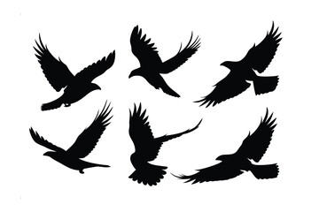 Soaring Silhouette: A captivating study of birds of prey in mid-flight, showcasing their powerful wingspans and dynamic movement, captured in an evocative monochrome silhouette.