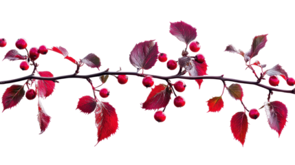 Winter Holly Branch with Vibrant Red Berries and Rich Green Leaves on Transparent Background