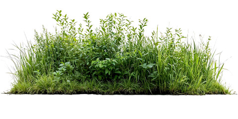 Natural mixed grass and wildflower border featuring various heights of green grasses and small...