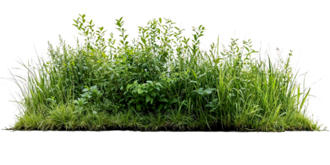 Natural mixed grass and wildflower border featuring various heights of green grasses and small flowering plants, creating wildlife-friendly landscape element