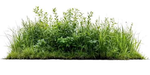 Keuken achterwand Gras Natural mixed grass and wildflower border featuring various heights of green grasses and small flowering plants, creating wildlife-friendly landscape element  © farid4kbar