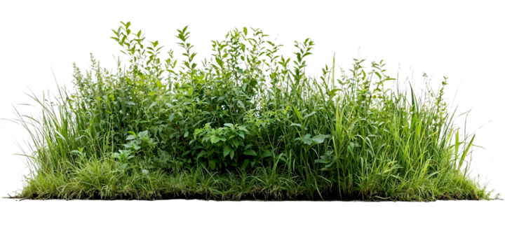 Natural mixed grass and wildflower border featuring various heights of green grasses and small flowering plants, creating wildlife-friendly landscape element