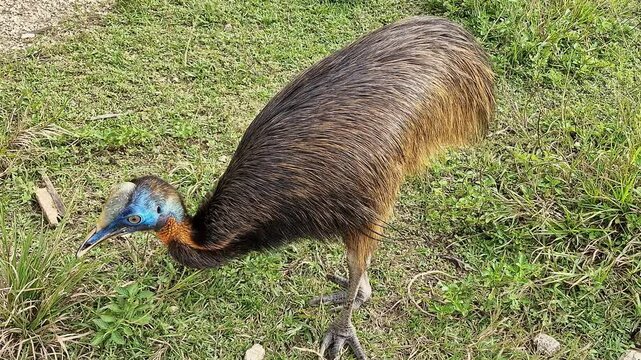 Small Casuarius in a cage. "Casuarius" is one of two genera of birds in the family Casuariidae. The genus contains three species of cassowaries that are very large and flightless.