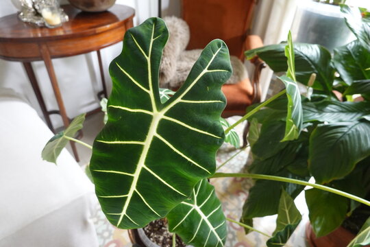 Kris plant leaf growing in a bright living room