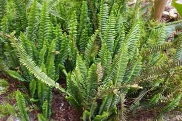 Green fern leaves growing in the garden creating a natural background
